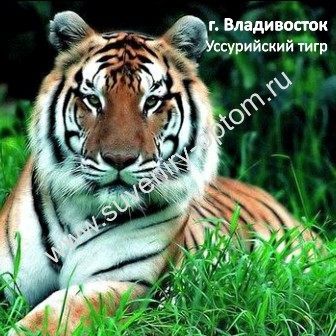 Магнит акриловый «Владивосток. Тигр»