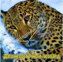 Магнит акриловый «Дальневосточный леопард»