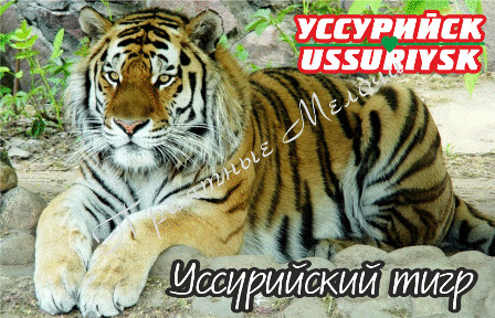 Магнит акриловый «Уссурийск. Уссурийский тигр3»
