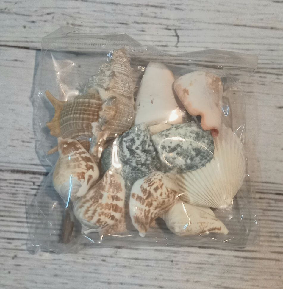 Набор ракушек Владивосток