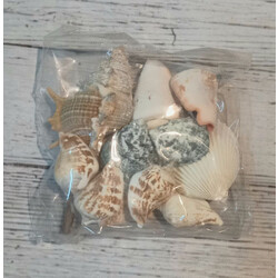 Набор ракушек Владивосток